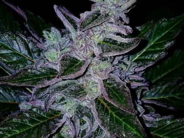 Vente: SourSunset X HumblePie 12 seeds per pack