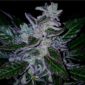Vente: SourSunset X HumblePie 12 seeds per pack