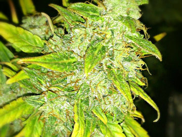 Sell: Sweet Tooth Auto Feminized