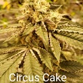 Venta: Circus Cake 10 pack regs