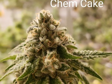Venta: Chem Cake 10 pack regs