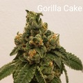 Venta: Gorilla Cake 10 pack regs