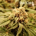 Vente: Star Cake 10 pack regs