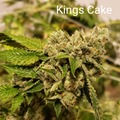 Vente: Kings Cake 10 pack regs