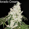 Vente: Colorado Cream 10 pack regs