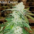 Vente: Alien Cream 10 pack regs
