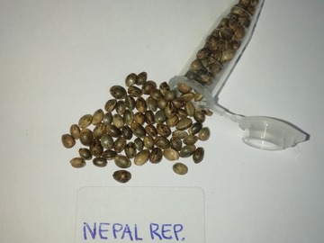 Venta: Nepalese Reproduced  - 12 pack