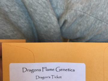 Venta: DRAGONS FLAME GENETICS>> Dragons Ticket