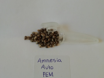Amnesia Auto Feminized - 6 pack