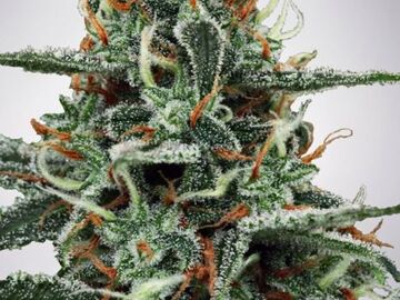 Sell: White Widow 5 seeds