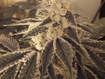 Sell: Triangle Kush clone only