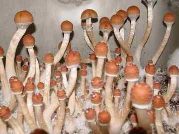 Vente: 10 cc B + Mushroom Spore Syringes