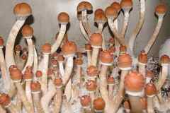 Sell: 10 cc B + Mushroom Spore Syringes