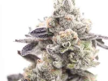 Vente: REDUCED Girl Scout Cookies Feminized BULK SEEDS