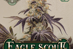 Selling: Eagle Scout by GreenPoint Seeds