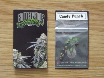 Selling: Bulletproof Candy Punch 10 Regular Seeds