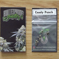Vente: Bulletproof Candy Punch 10 Regular Seeds
