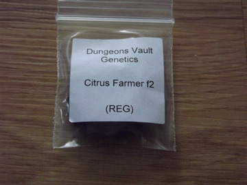 Dungeon Vault Genetics F2 10 Regular Seeds