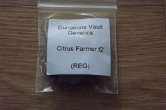 Vente: Dungeon Vault Genetics F2 10 Regular Seeds
