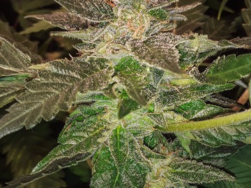 Vente: Nevil's G13xNL2 FEM