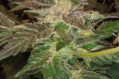 Vente: Nevil's G13xNL2 FEM