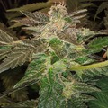 Vente: Nevil's G13xNL2 FEM