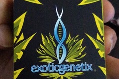 Vente: Guicy banger exotic genetics