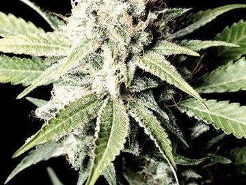 Vente: Greenhouse Seed Co. - Great White Shark Feminised Seeds - 5 Seeds