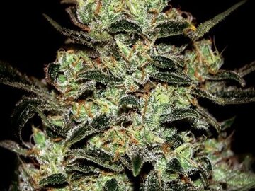 Selling: Greenhouse Seed Co. - Moby Dick Feminised Seeds - 5 Seeds
