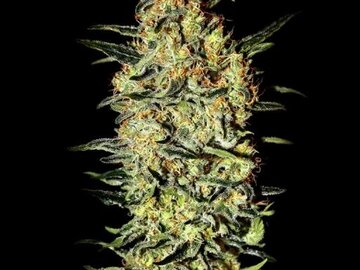 Selling: Greenhouse Seed Co. - Neville's Haze Feminised Seeds - 10 Seeds