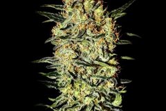 Selling: Greenhouse Seed Co. - Neville's Haze Feminised Seeds - 3 Seeds