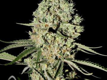 Vente: Greenhouse Seed Co. - Super Critical Feminised Seeds - 3 Seeds