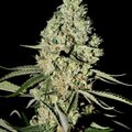 Venta: Greenhouse Seed Co. - Super Critical Feminised Seeds - 3 Seeds