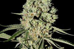 Vente: Greenhouse Seed Co. - Super Critical Feminised Seeds - 5 Seeds