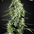 Vente: Greenhouse Seed Co. - Super Silver Haze Feminised Seeds - 3 Seeds
