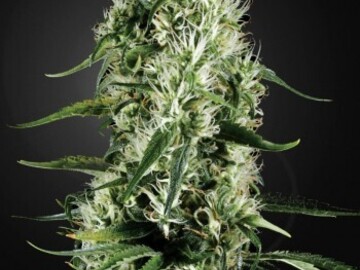 Selling: Greenhouse Seed Co. - Super Silver Haze Feminised Seeds - 5 Seeds