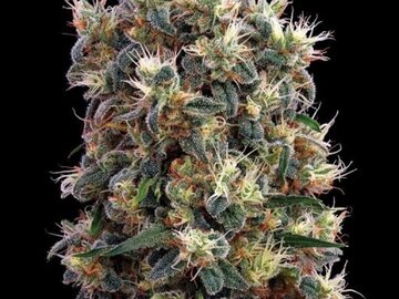 Greenhouse Seed Co. - The Church Feminised Seeds - 3 Seeds