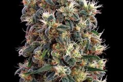 Selling: Greenhouse Seed Co. - The Church Feminised Seeds - 5 Seeds