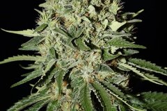 Venta: Greenhouse Seed Co. - The Doctor Feminised Seeds - 10 Seeds