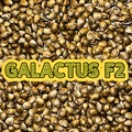 Vente: Galactus F2♂♀