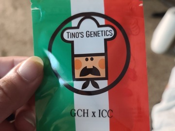 Vente: Tinos Genetics GCH X ICC