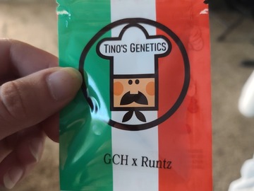 Selling: Tinos Genetics GCH X Runtz