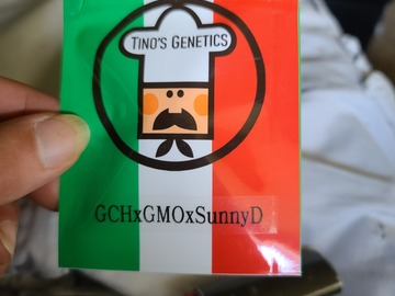 Venta: Tinos Genetics GCH X GMO X Sunny D