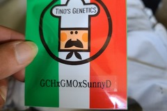 Tinos Genetics GCH X GMO X Sunny D