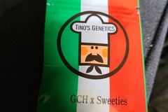 Venta: Tinos Genetics GCH X Sweeties