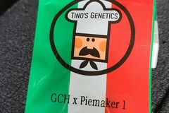 Selling: Tinos Genetics GCH X Piemaker 1