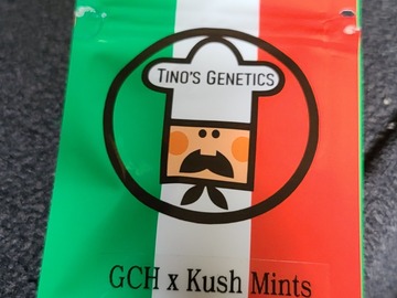 Vente: Tinos Genetics GCH X Kush Mints
