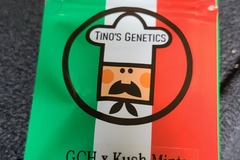 Venta: Tinos Genetics GCH X Kush Mints