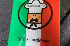 Venta: Tinos Genetics GCH X Jungle cake