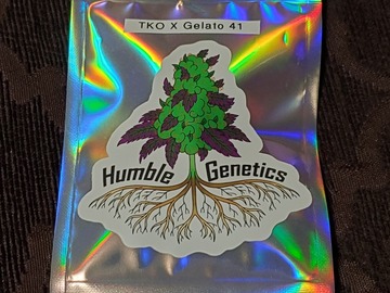 Sell: (Triangle Kush X Chem 91) x Gelato 41 (FEMS) LIMITED RELEASE